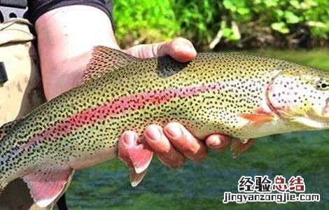 三文鱼该怎么养殖呢 三文鱼该怎么养殖呢视频