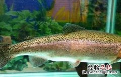 三文鱼该怎么养殖呢 三文鱼该怎么养殖呢视频
