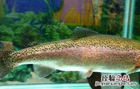 三文鱼该怎么养殖呢 三文鱼该怎么养殖呢视频