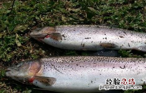 虹鳟鱼的养殖技术及条件 养殖虹鳟鱼的注意事项