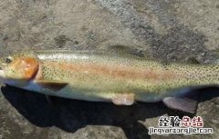 虹鳟鱼的养殖技术及条件 养殖虹鳟鱼的注意事项