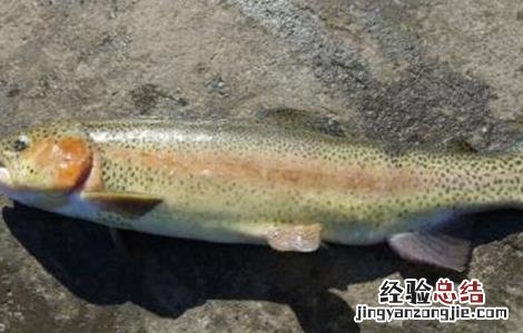 虹鳟鱼的养殖技术及条件 养殖虹鳟鱼的注意事项