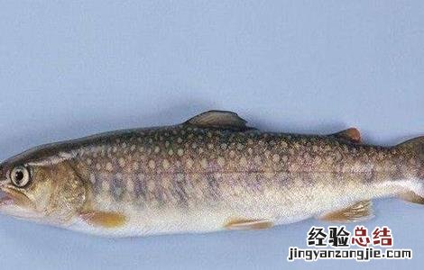 虹鳟鱼的养殖技术及条件 养殖虹鳟鱼的注意事项