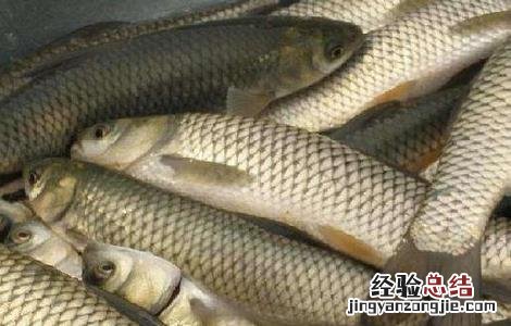北方养殖草鱼要注意什么事项 北方养殖草鱼要注意什么