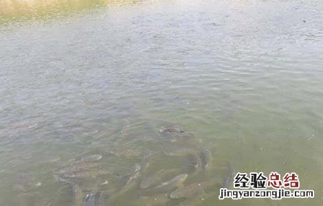 北方养殖草鱼要注意什么事项 北方养殖草鱼要注意什么