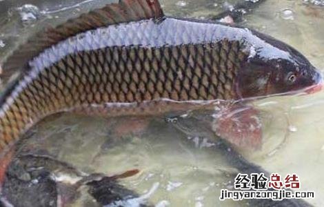 北方养殖草鱼要注意什么事项 北方养殖草鱼要注意什么