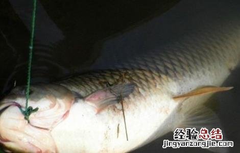 北方养殖草鱼要注意什么事项 北方养殖草鱼要注意什么