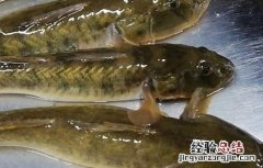 胖头鱼的养殖方法 胖头鱼怎么养殖