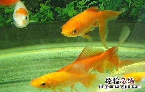 鱼的养殖方向有哪些 鱼的养殖方向有哪些方法