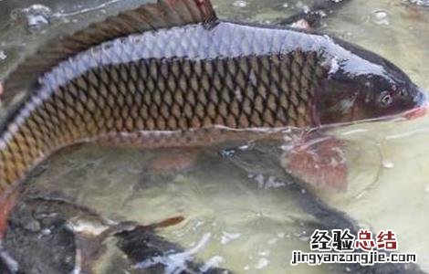 鱼的养殖方向有哪些 鱼的养殖方向有哪些方法