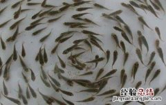 鱼的养殖方向有哪些 鱼的养殖方向有哪些方法