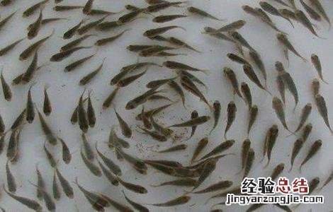 鱼的养殖方向有哪些 鱼的养殖方向有哪些方法