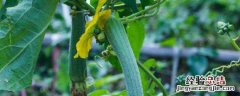 露天丝瓜种植技术与管理 丝瓜露地栽培管理技术