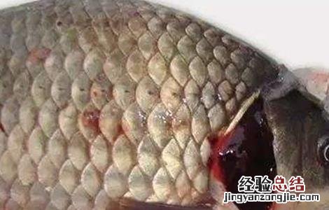 鲫鱼的常见病害防治方法 鲫鱼鱼病防治