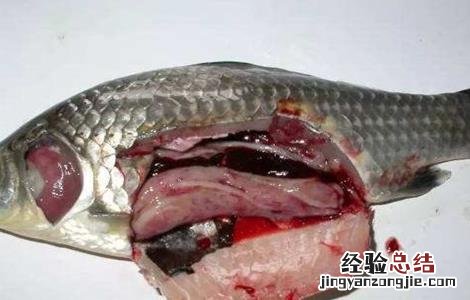 鲫鱼的常见病害防治方法 鲫鱼鱼病防治