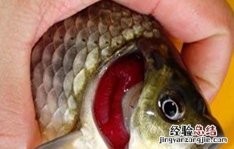 鲫鱼的常见病害防治方法 鲫鱼鱼病防治