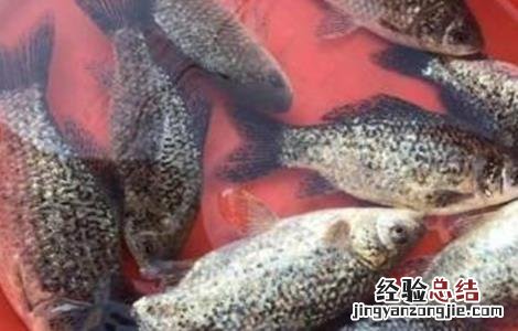 鲫鱼的常见病害防治方法 鲫鱼鱼病防治