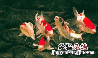 锦鲤象征的意义 锦鲤象征的意义和象征