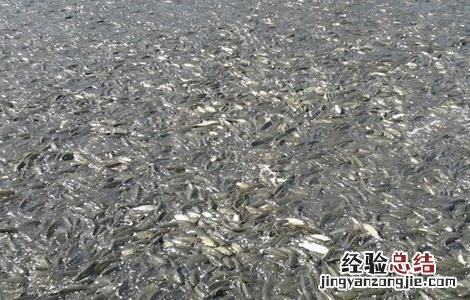 七彩神仙鱼苗的饲养方法 鱼苗的饲养方法