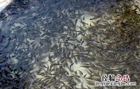 七彩神仙鱼苗的饲养方法 鱼苗的饲养方法