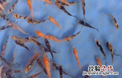 七彩神仙鱼苗的饲养方法 鱼苗的饲养方法