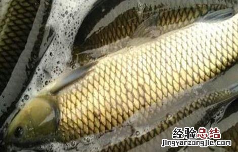 农村养鱼的几大误区 农村养鱼的几大误区有哪些