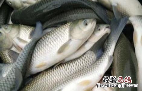 农村养鱼的几大误区 农村养鱼的几大误区有哪些