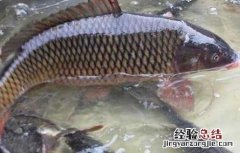 农村养鱼的几大误区 农村养鱼的几大误区有哪些