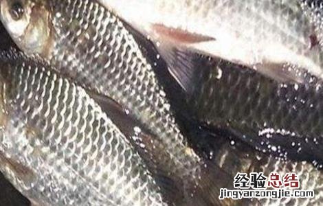 农村养鱼的几大误区 农村养鱼的几大误区有哪些