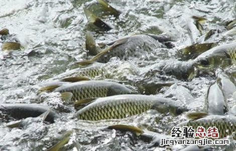 农村养鱼的几大误区 农村养鱼的几大误区有哪些