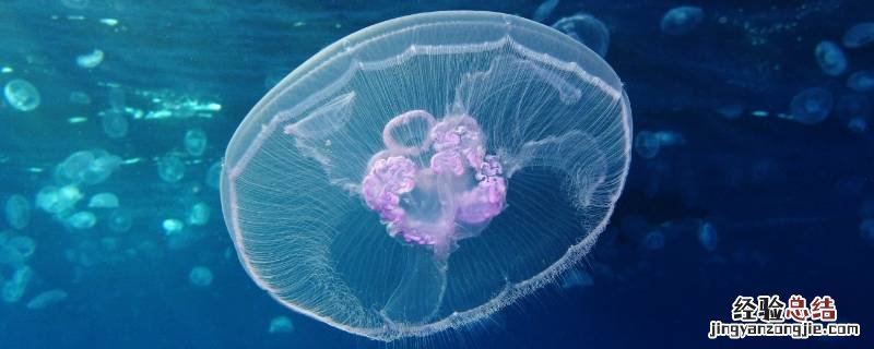 水母生活在哪里它有什么用处 水母生活在哪里
