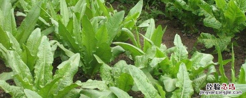 油麦菜种植技术和时间方法，一般几天发芽
