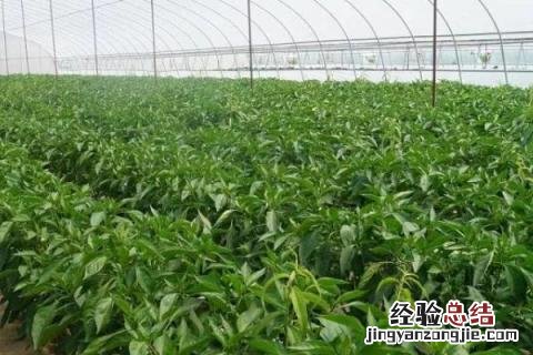 适合在农村做的小项目 农村适合做什么项目
