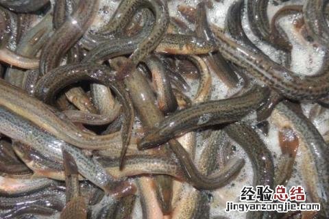 适合在农村做的小项目 农村适合做什么项目