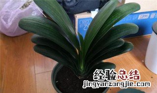 君子兰换盆后管理 君子兰换盆后养护