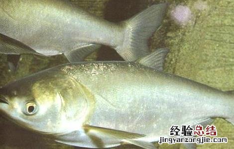 花鲢鱼水温低了会死吗 花鲢鱼怎么养不会容易死