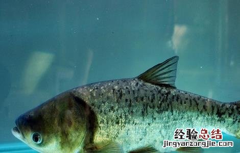 花鲢鱼水温低了会死吗 花鲢鱼怎么养不会容易死