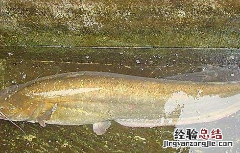 花鲢鱼水温低了会死吗 花鲢鱼怎么养不会容易死