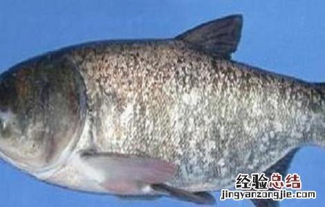 花鲢鱼水温低了会死吗 花鲢鱼怎么养不会容易死