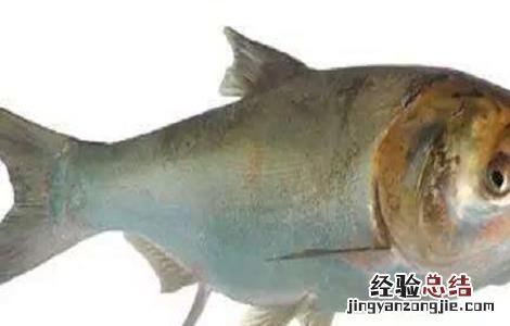 花鲢鱼水温低了会死吗 花鲢鱼怎么养不会容易死