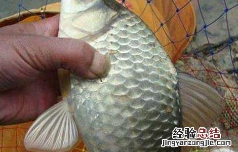 鲫鱼的养殖方法? 鲫鱼的养殖方法