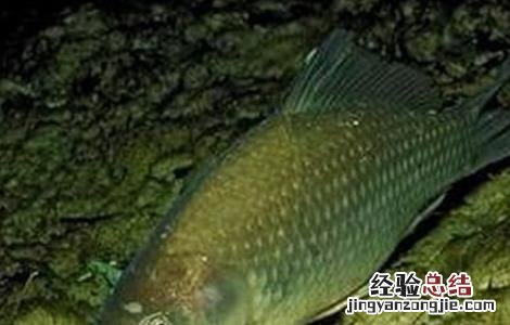 鲫鱼的养殖方法? 鲫鱼的养殖方法