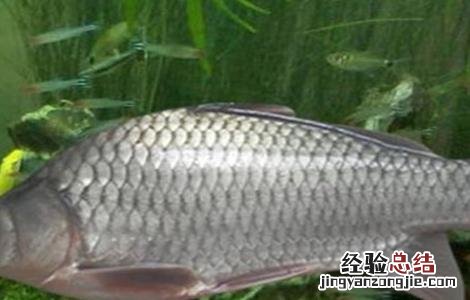 鲫鱼的养殖方法? 鲫鱼的养殖方法