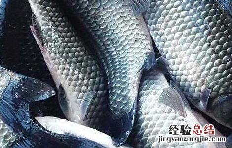 鲫鱼的养殖方法? 鲫鱼的养殖方法
