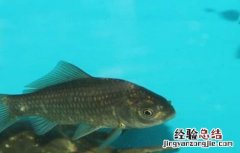 鲫鱼的养殖方法? 鲫鱼的养殖方法