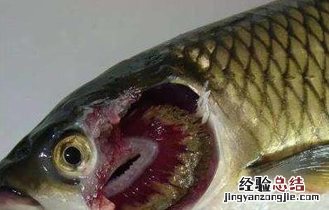 草鱼的常见病害防治方法 草鱼的常见病害防治方法图片