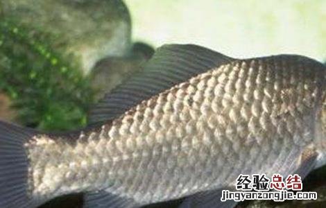 草鱼的常见病害防治方法 草鱼的常见病害防治方法图片