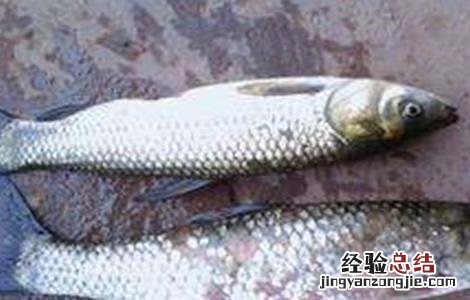 草鱼的常见病害防治方法 草鱼的常见病害防治方法图片