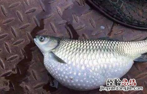 草鱼的常见病害防治方法 草鱼的常见病害防治方法图片
