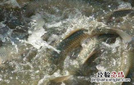 草鱼要怎么喂养 草鱼喂养注意事项